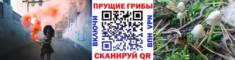 Купить где  Невельск  Псилоцибиновые грибы GOLDEN TEACHER 